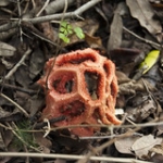 Clathrus ruber - Clatro rosso (non commestibilie .......) • <a style="font-size:0.8em;" href="http://www.flickr.com/photos/92853686@N04/15731023527/" target="_blank">View on Flickr</a>